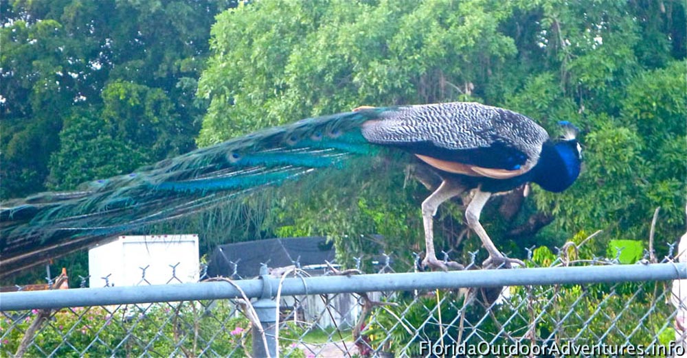 floridaoutdooradventures.info-09.jpg