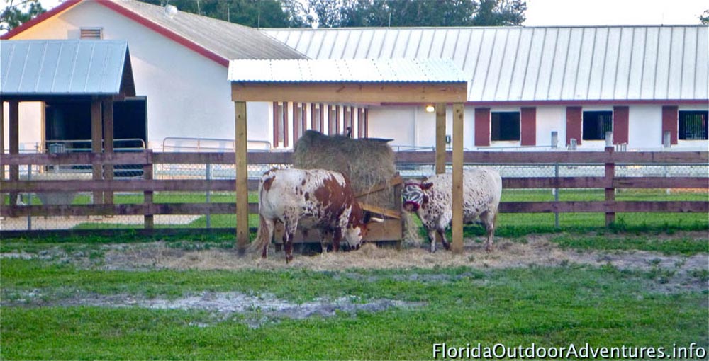floridaoutdooradventures.info-10.jpg